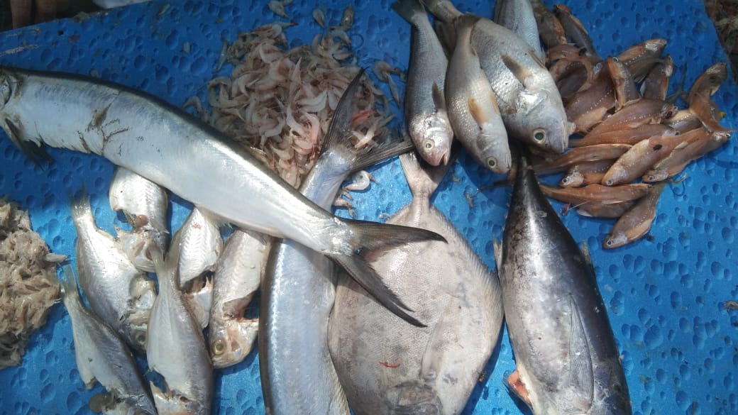 Bharat Samachar TV | 